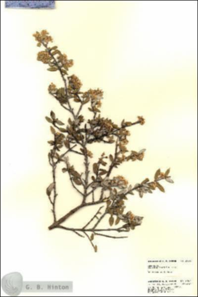 URN_catalog_HBHinton_herbarium_21864.jpg.jpg