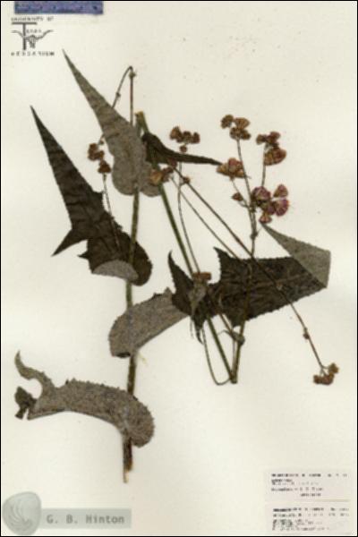 URN_catalog_HBHinton_herbarium_26303.jpg.jpg
