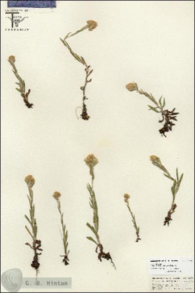 URN_catalog_HBHinton_herbarium_26674.jpg.jpg