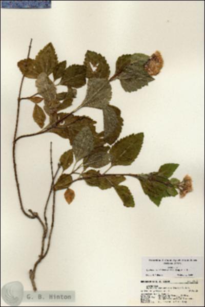 URN_catalog_HBHinton_herbarium_21610.jpg.jpg
