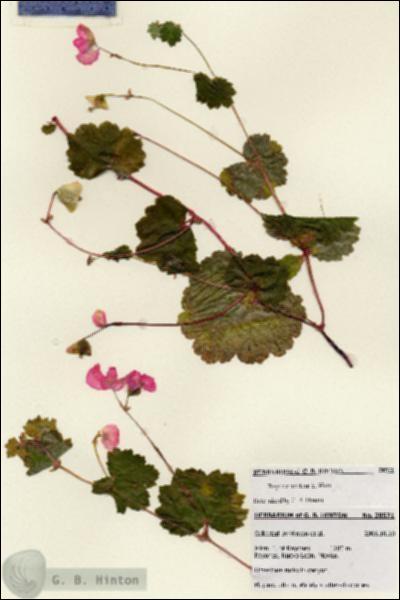 URN_catalog_HBHinton_herbarium_28571.jpg.jpg