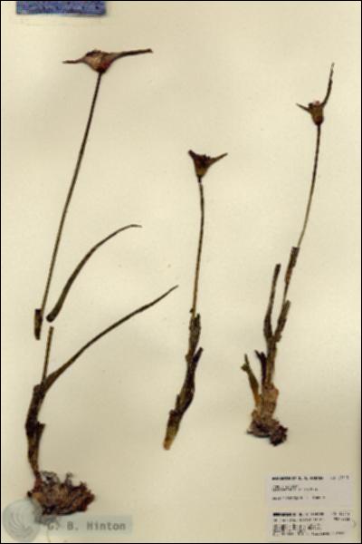URN_catalog_HBHinton_herbarium_23513.jpg.jpg