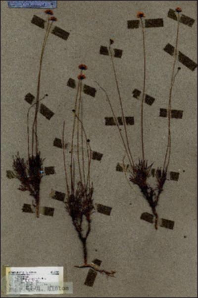 URN_catalog_HBHinton_herbarium_18983.jpg.jpg