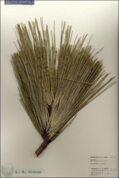 URN_catalog_HBHinton_herbarium_24958.jpg.jpg