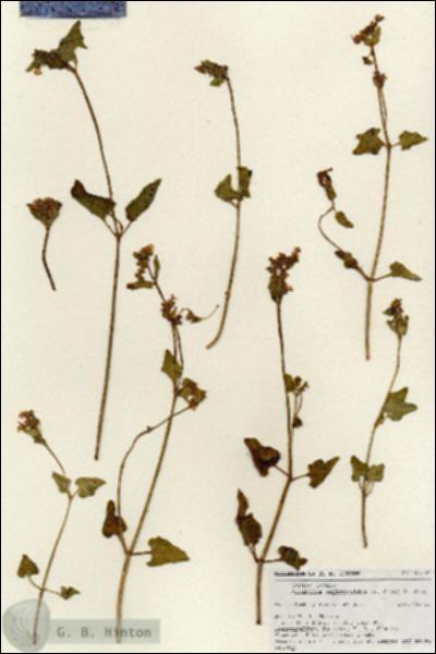 URN_catalog_HBHinton_herbarium_18491.jpg.jpg