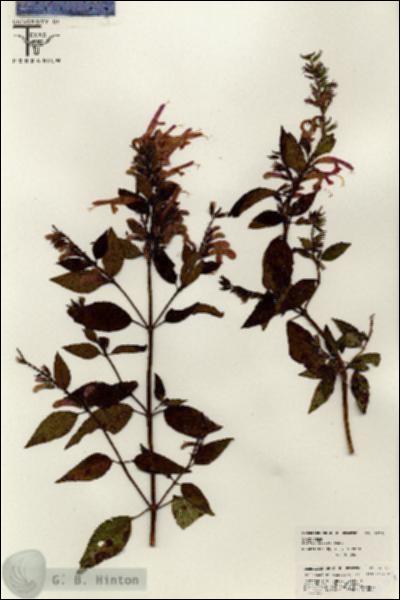 URN_catalog_HBHinton_herbarium_26364.jpg.jpg