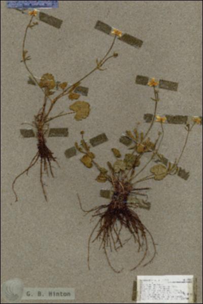 URN_catalog_HBHinton_herbarium_17350.jpg.jpg