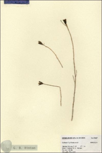 URN_catalog_HBHinton_herbarium_27337.jpg.jpg