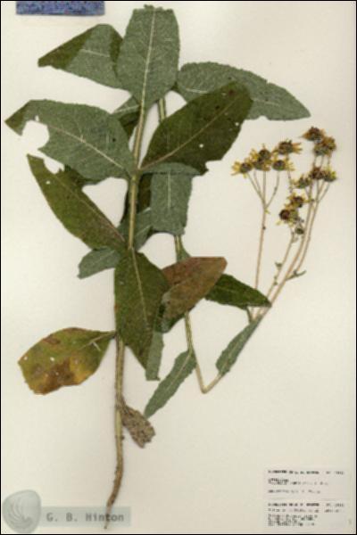URN_catalog_HBHinton_herbarium_25683.jpg.jpg