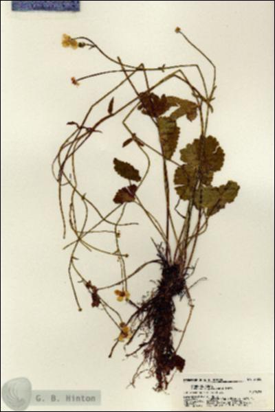 URN_catalog_HBHinton_herbarium_21255.jpg.jpg