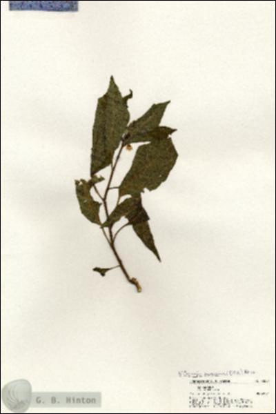 URN_catalog_HBHinton_herbarium_20592.jpg.jpg