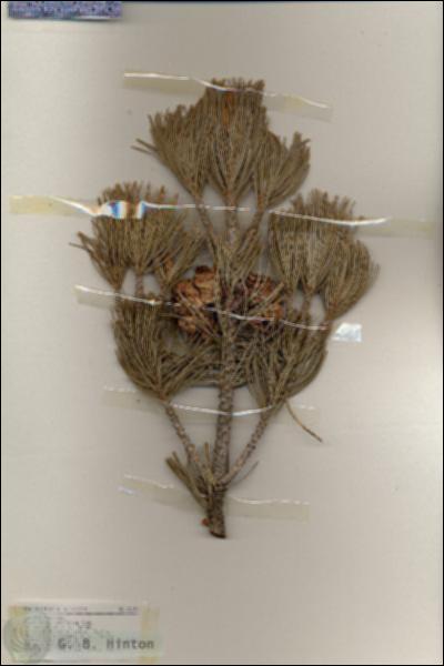 URN_catalog_HBHinton_herbarium_18150.jpg.jpg