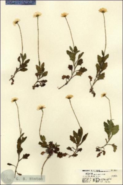 URN_catalog_HBHinton_herbarium_22278.jpg.jpg