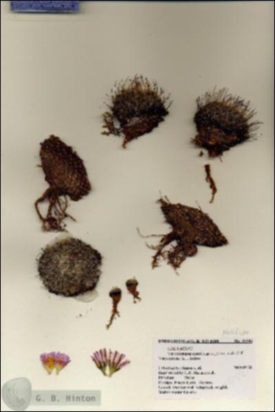 URN_catalog_HBHinton_herbarium_28256.jpg.jpg