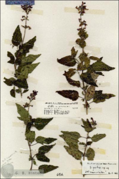 URN_catalog_HBHinton_herbarium_19259.jpg.jpg