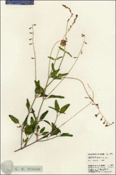 URN_catalog_HBHinton_herbarium_23739.jpg.jpg