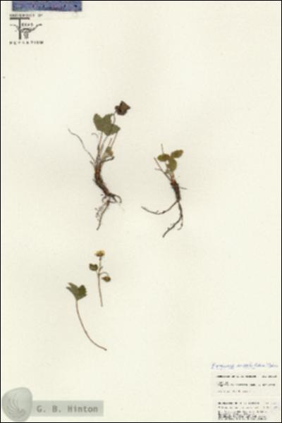 URN_catalog_HBHinton_herbarium_25418.jpg.jpg