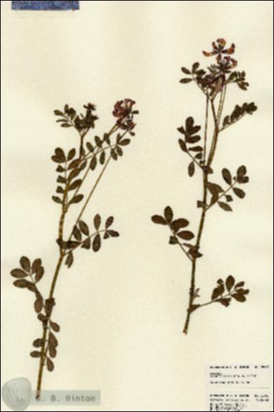 URN_catalog_HBHinton_herbarium_22962.jpg.jpg