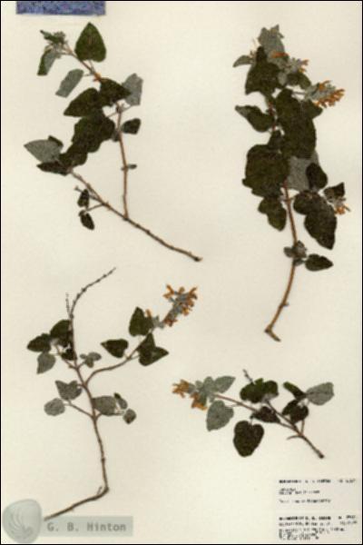 URN_catalog_HBHinton_herbarium_23671.jpg.jpg