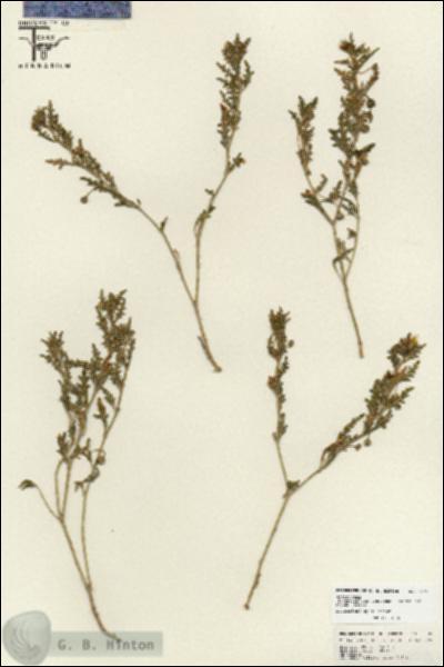 URN_catalog_HBHinton_herbarium_25785.jpg.jpg