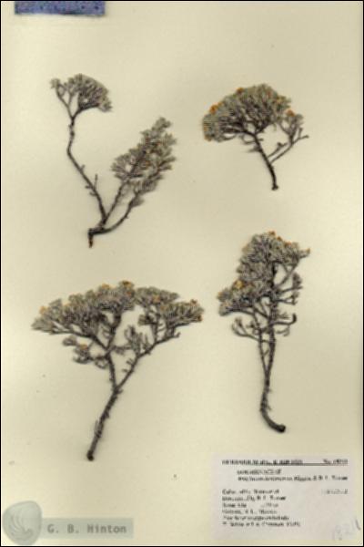 URN_catalog_HBHinton_herbarium_18211.jpg.jpg