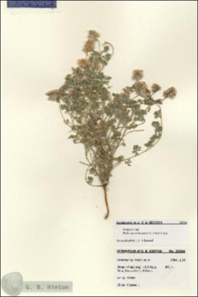 URN_catalog_HBHinton_herbarium_28304.jpg.jpg