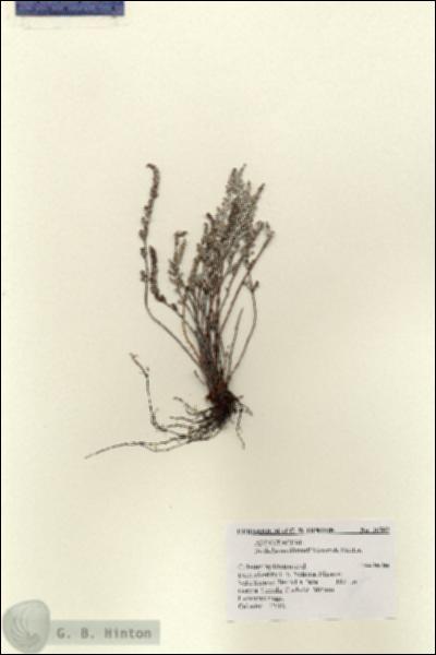 URN_catalog_HBHinton_herbarium_16562.jpg.jpg