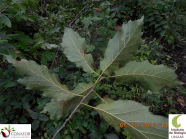 62842_S4_HJ2_20131005_007_001.jpg.jpg