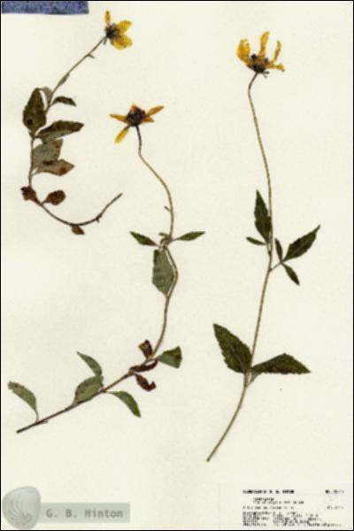 URN_catalog_HBHinton_herbarium_22545.jpg.jpg