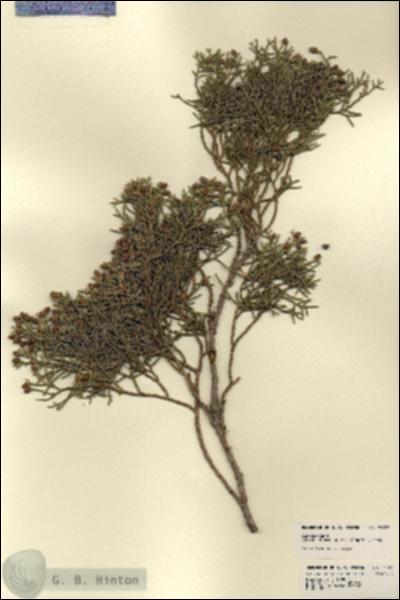URN_catalog_HBHinton_herbarium_21983.jpg.jpg