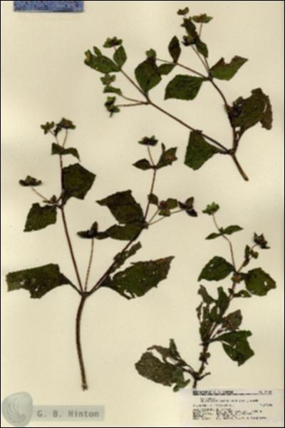 URN_catalog_HBHinton_herbarium_21507.jpg.jpg