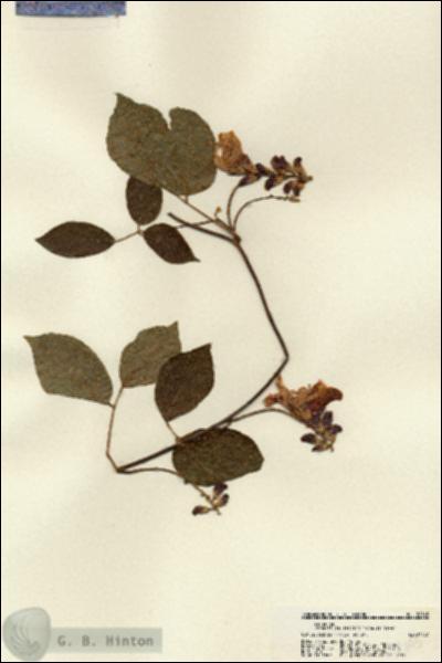 URN_catalog_HBHinton_herbarium_22145.jpg.jpg