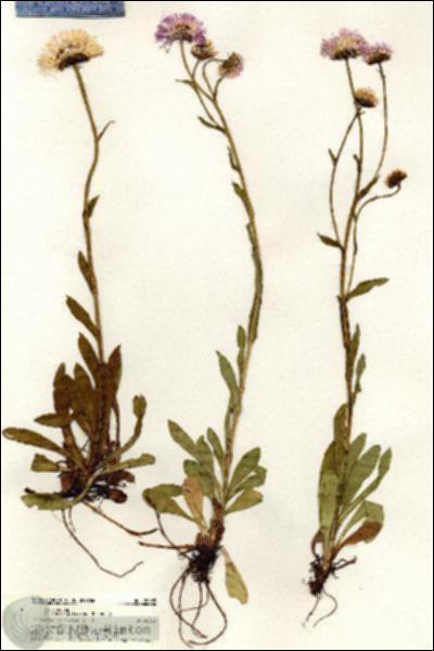 URN_catalog_HBHinton_herbarium_20455.jpg.jpg