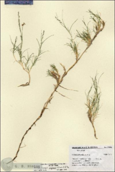 URN_catalog_HBHinton_herbarium_27292.jpg.jpg