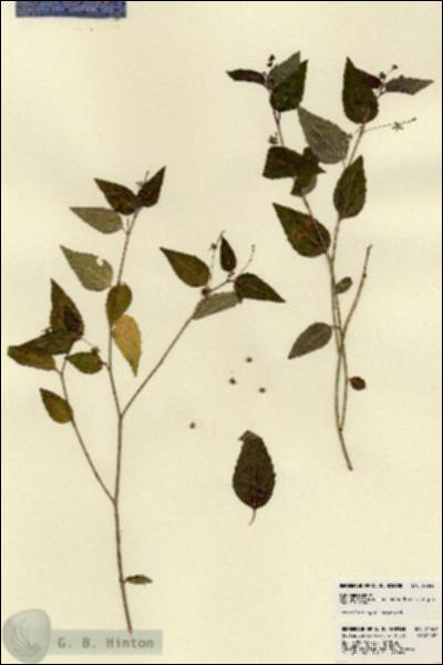 URN_catalog_HBHinton_herbarium_22645.jpg.jpg