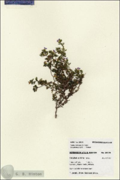 URN_catalog_HBHinton_herbarium_28134.jpg.jpg