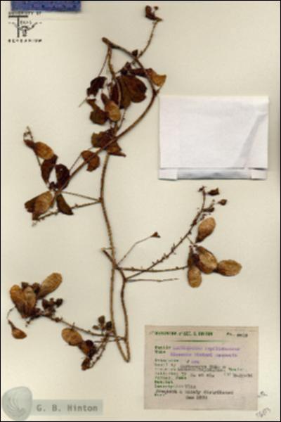URN_catalog_HBHinton_herbarium_5603.jpg.jpg