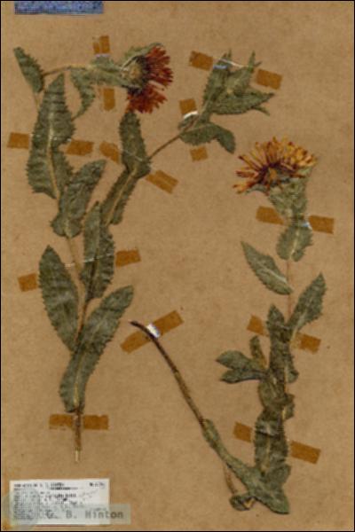 URN_catalog_HBHinton_herbarium_17296.jpg.jpg