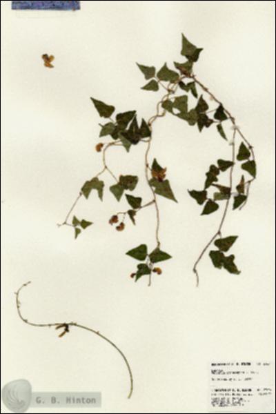 URN_catalog_HBHinton_herbarium_23424.jpg.jpg