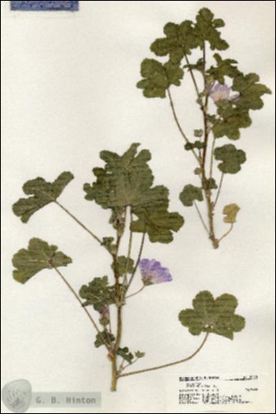 URN_catalog_HBHinton_herbarium_20473.jpg.jpg