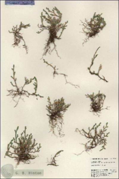 URN_catalog_HBHinton_herbarium_23716.jpg.jpg