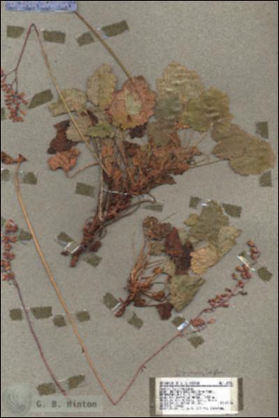 URN_catalog_HBHinton_herbarium_18331.jpg.jpg
