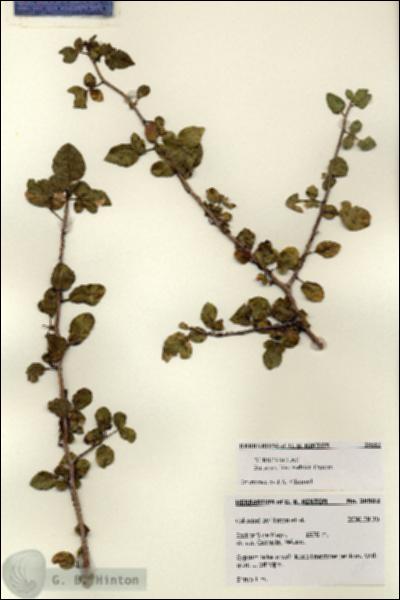 URN_catalog_HBHinton_herbarium_28502.jpg.jpg