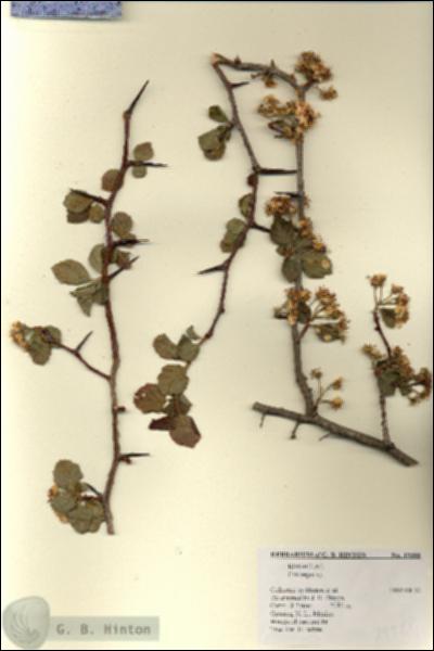 URN_catalog_HBHinton_herbarium_19388.jpg.jpg