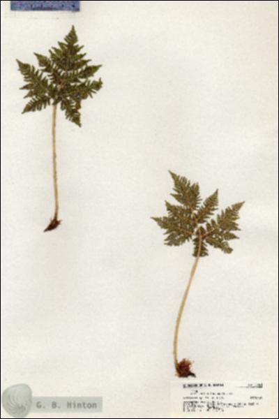 URN_catalog_HBHinton_herbarium_20841.jpg.jpg