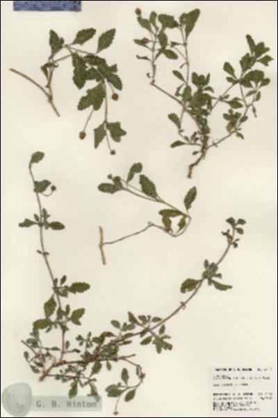 URN_catalog_HBHinton_herbarium_24113.jpg.jpg