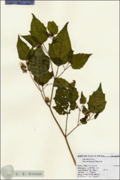 URN_catalog_HBHinton_herbarium_21314.jpg.jpg