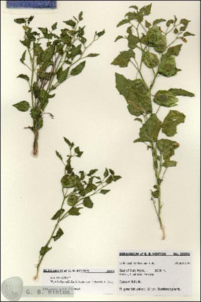URN_catalog_HBHinton_herbarium_28501.jpg.jpg