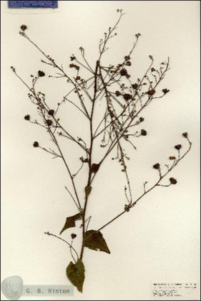 URN_catalog_HBHinton_herbarium_25000.jpg.jpg