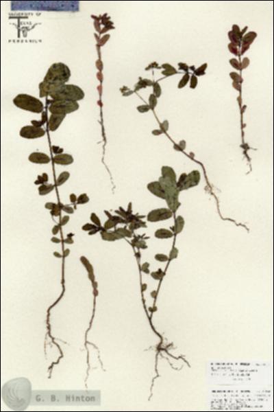 URN_catalog_HBHinton_herbarium_25854.jpg.jpg